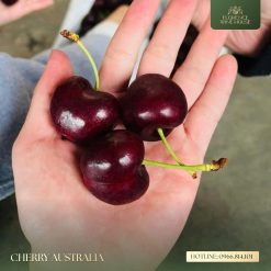Cherry Tasmania Premium